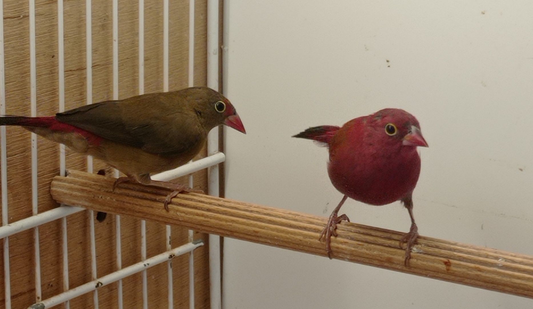 Amarantka senegalska (Lagonosticta senegala)