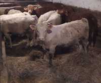 Byki  rasy SIMENTAL Limousin i charolaise mięsny