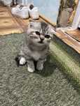 Весловухий котик