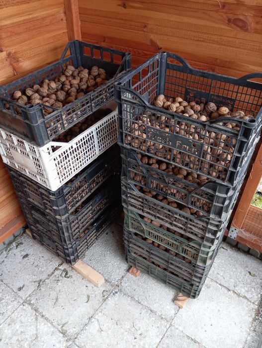 Orzechy włoskie z własnego ogrodu