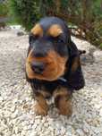 Cocker Spaniel Angielski