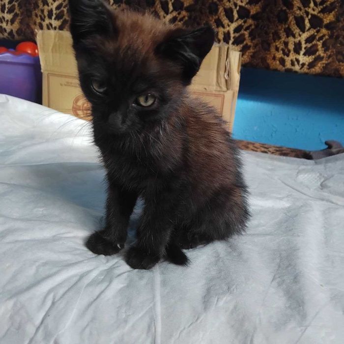 Кошеня безкоштовно