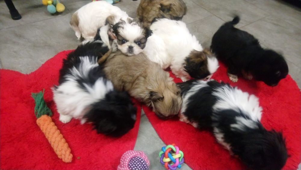 Pekińczyk Pekińczyki Nie Shih Tzu