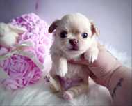 ***Długowłosy cudny maluch chihuahua jak laleczka***