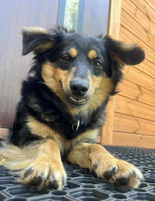 Toro szuka dobrego domu