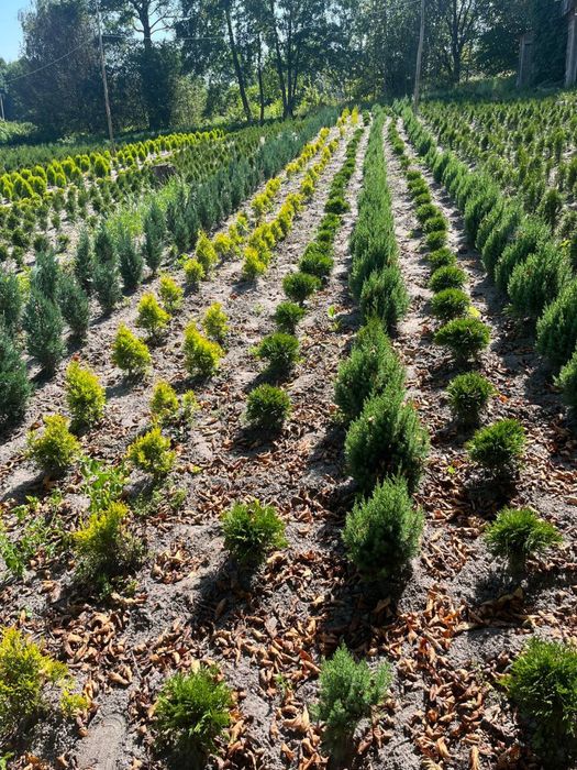 Туя Смарагд Варіагата Колумна Ауреа Нана Ялівець