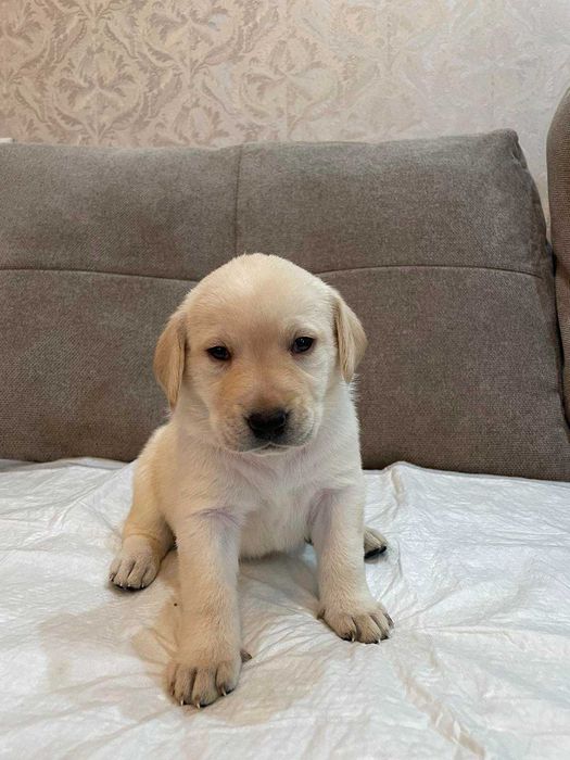 Лабрадор ретривер