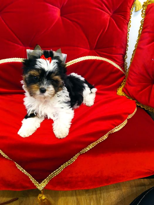 Śliczny samczyk z metryką ZkwP/FCI Biewier Yorkshire terrier.