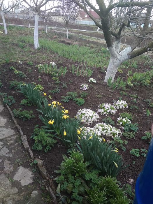 Два невеликих будинки  під дачу