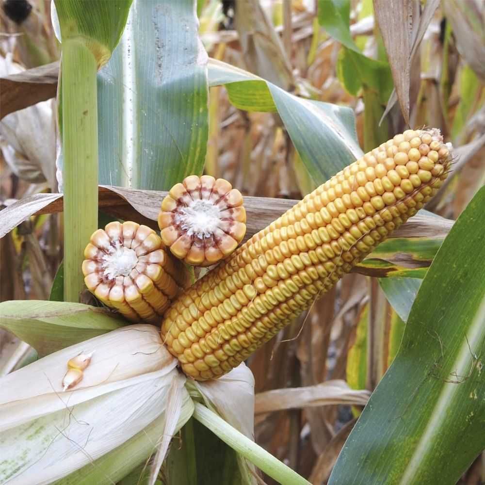 Nasiona kukurydzy Cekras C1 FAO 250 - 260 50 tys centrala nasienna
