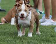 American Bully typ standard, ABKC rejestracja.