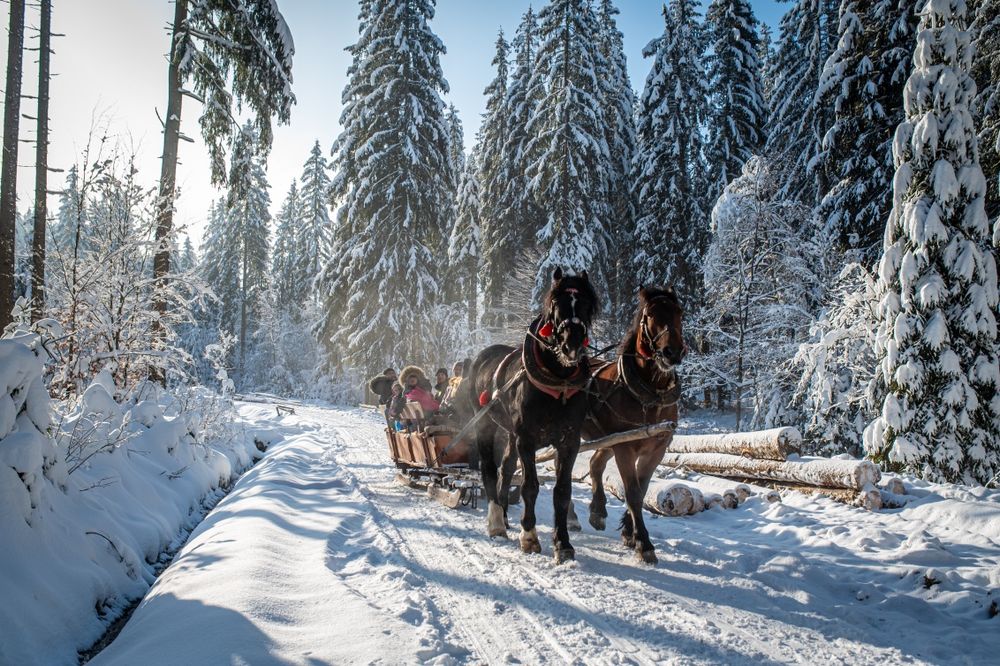 Zapraszamy na kuligi do Istebnej
