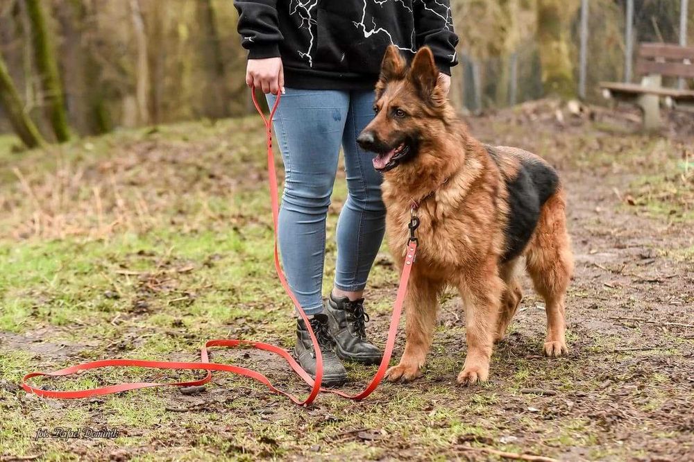 Pola! Cudowny owczarek niemiecki szuka domu!