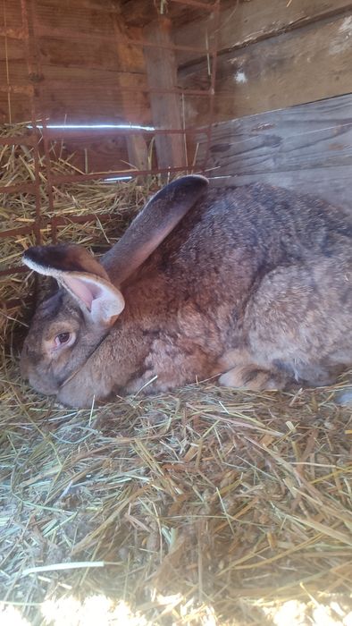 Królik olbrzym belgijski samica.