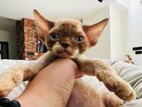 Cynamonowy chlopiec Devon Rex