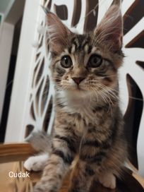 Maine Coon Cudak SHK WCF