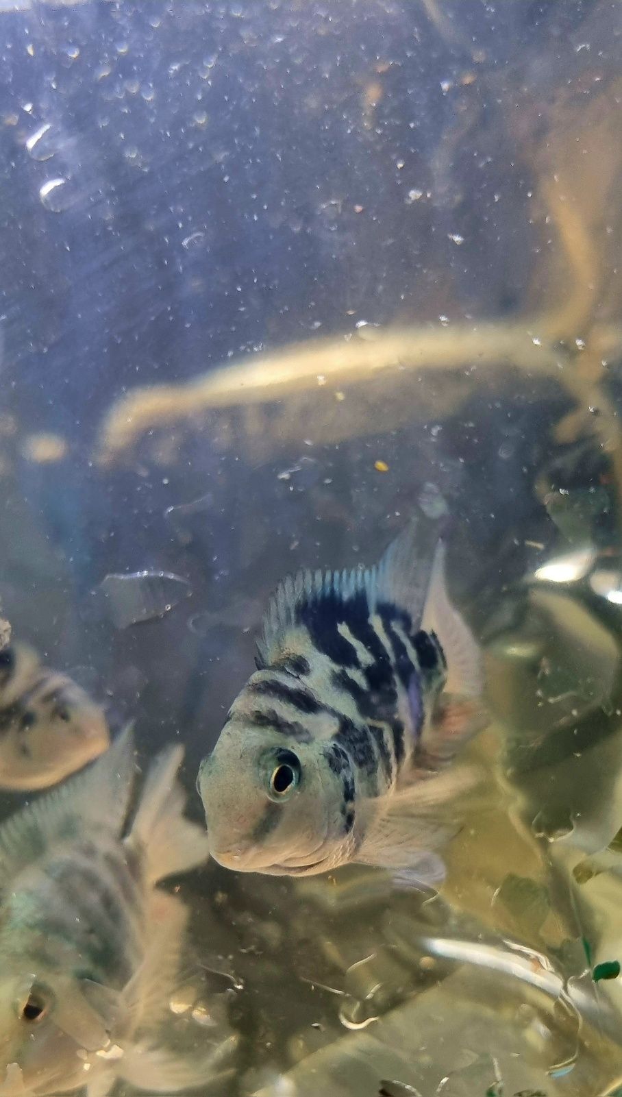 Pielęgnica papuzia Blue Tiger