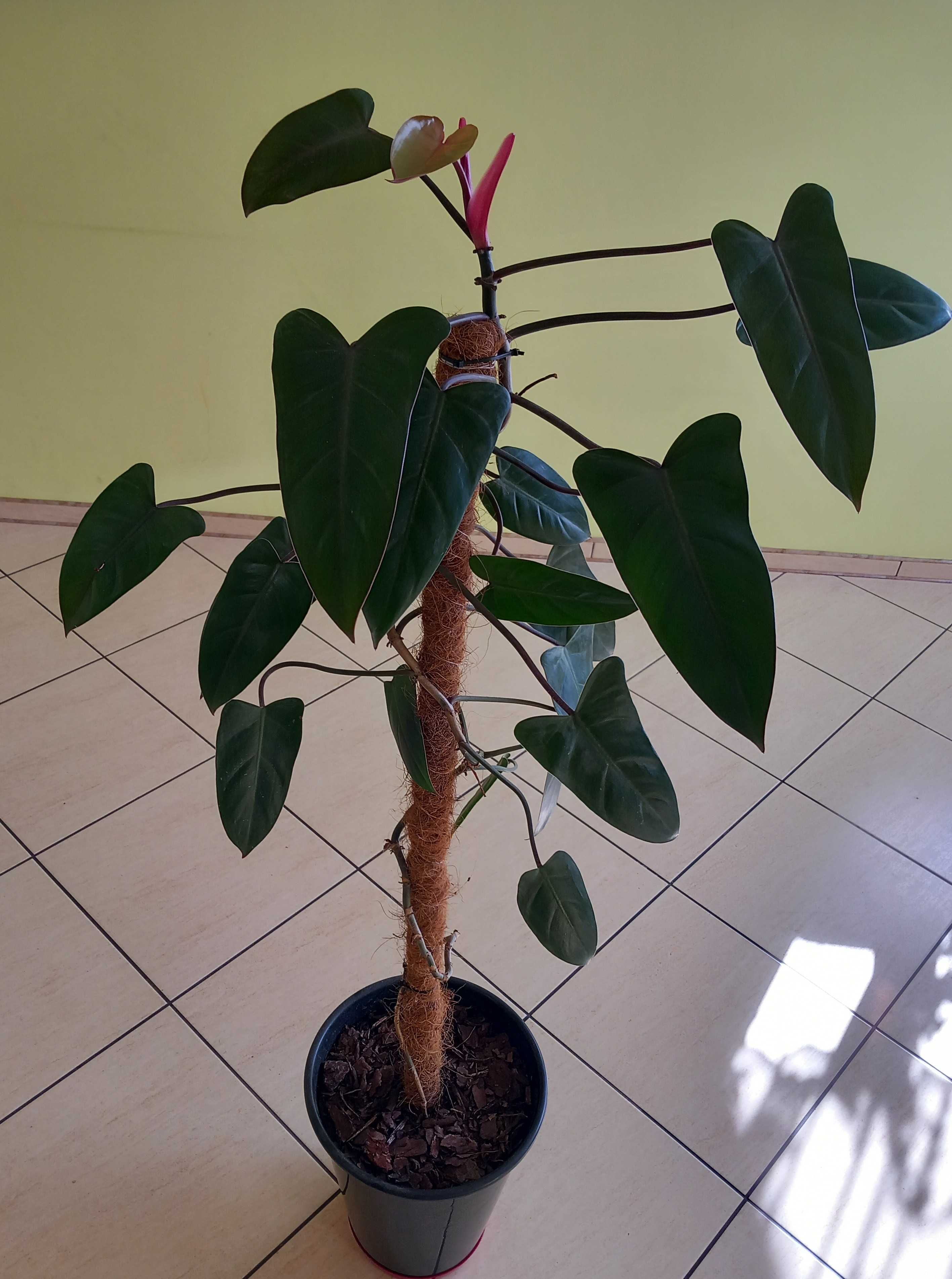 Filodendron czerwieniejący duży na paliku 140cm wytrzymała ozdoba