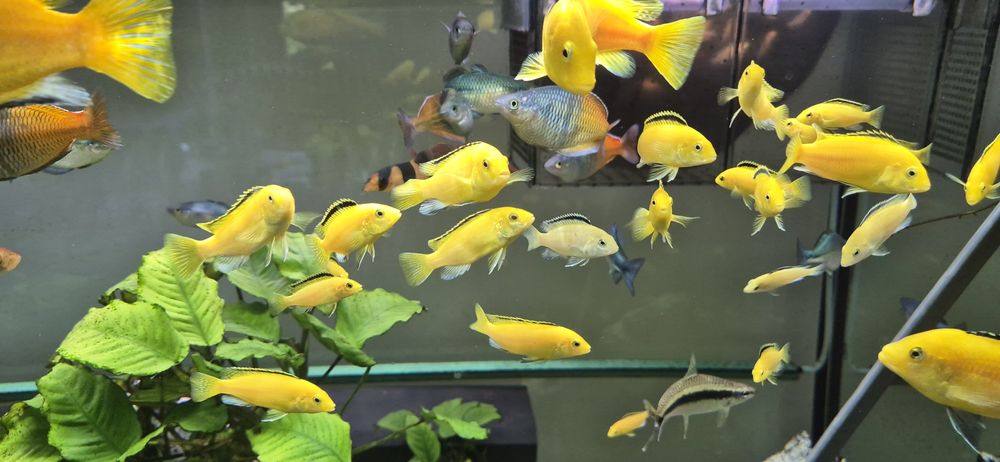 Pyszczak Yellow  Labidochromis
