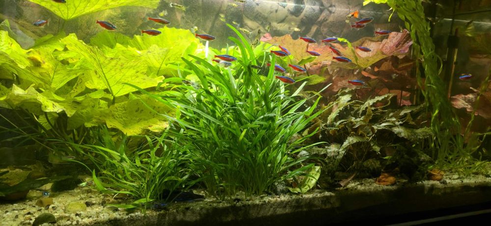 Roślinka kryptokoryna parva