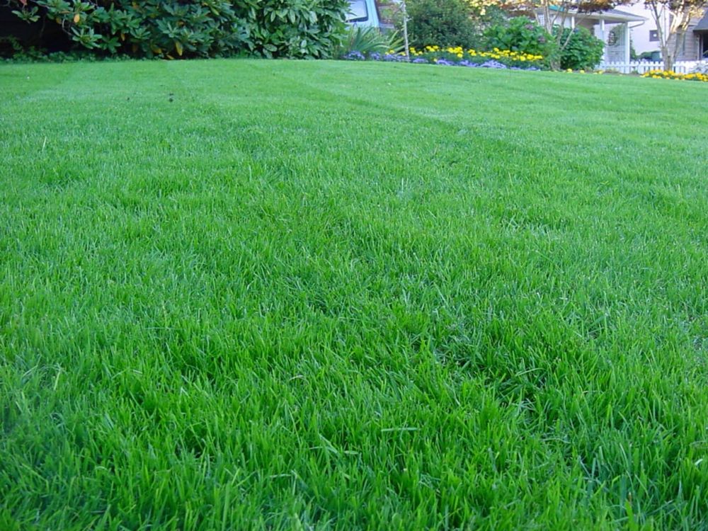 Сертифіковане насіння газонної трави Ліліпут газон трава газонна трава