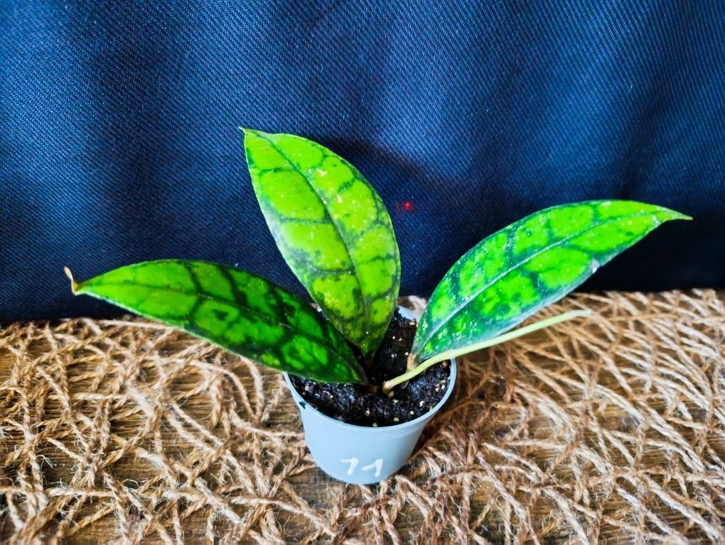 Hoya callistophylla