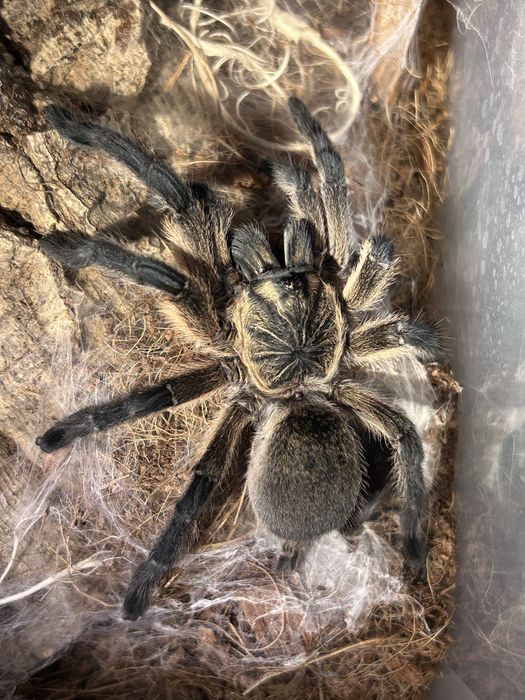 Harpactira pulchripes ok. 5-5,5DC. SAMICA