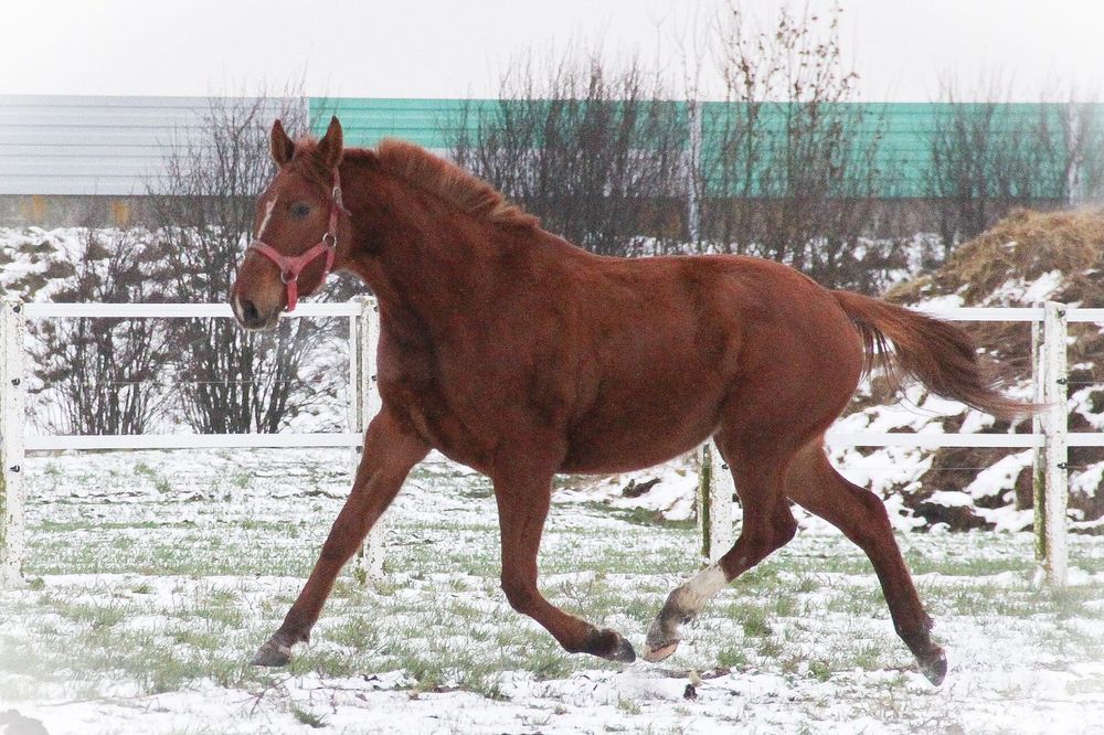 Klacz wielkopolska- dotacyjna
