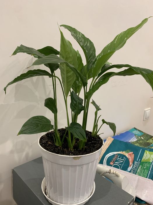 Квітка в горщику жіноче щастʼя