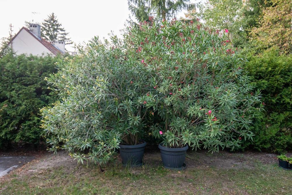 Piękne Duże Kwiaty Ogrodowe, Oleander, Różowy i Biały, 300 cm, 3  szt.