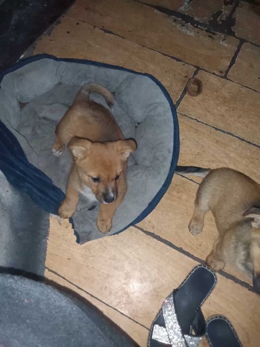 Oddam za darmo szczenięta