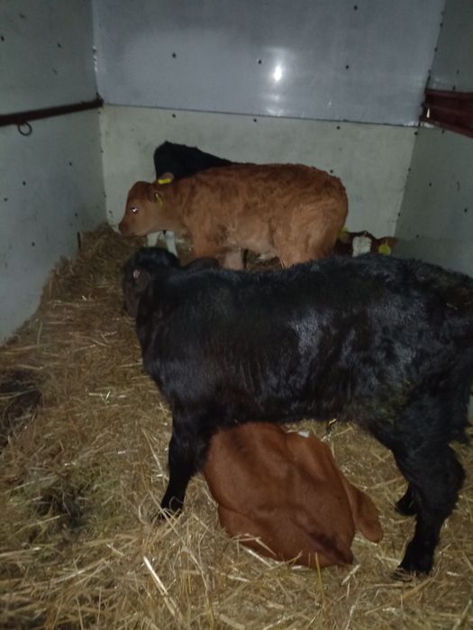 3 byczki mięsne i 2 jałówki