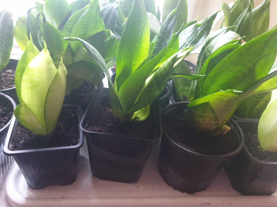 Roślina doniczkowa sansewieria niska