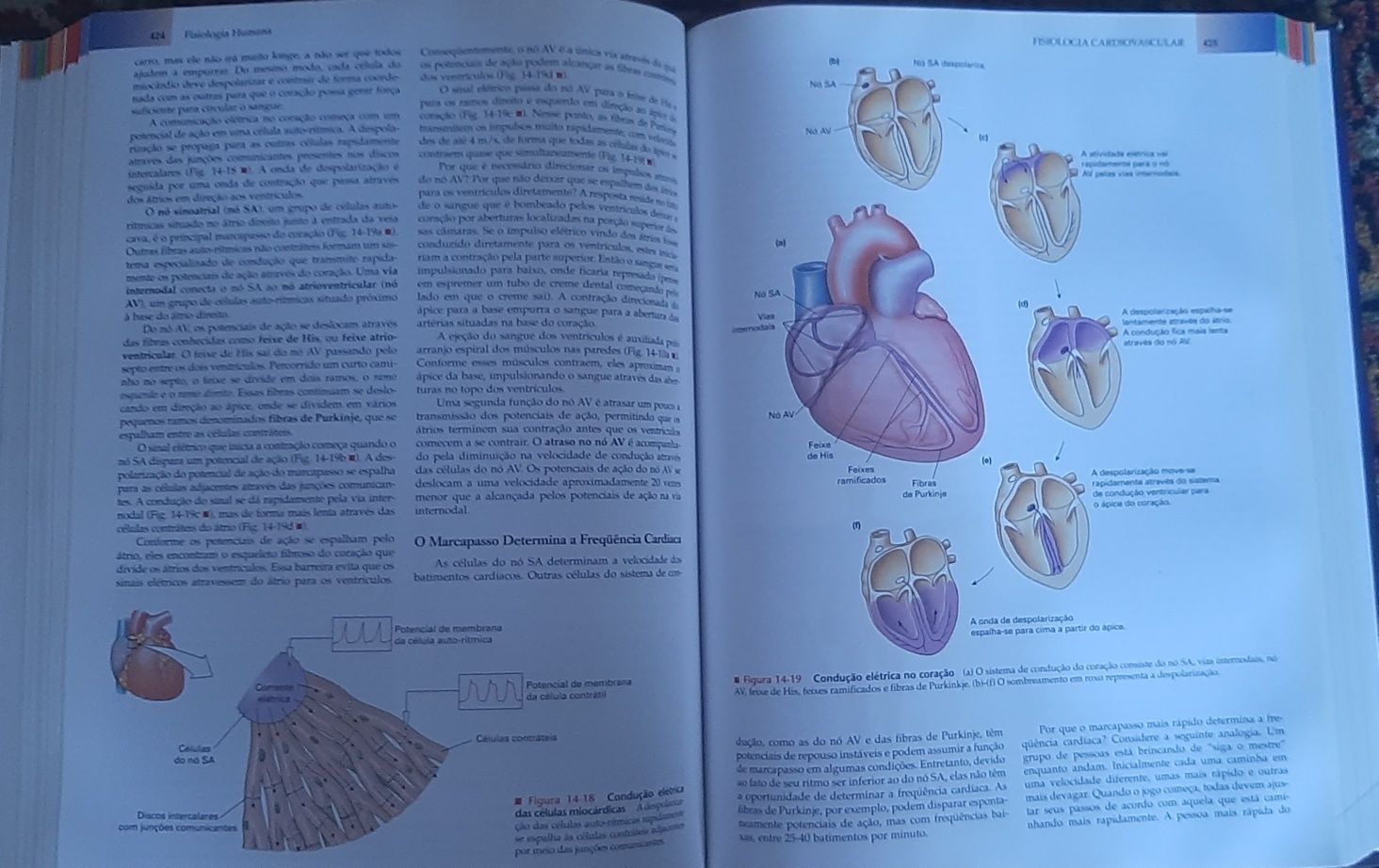 Fisiologia Humana Silverthorn