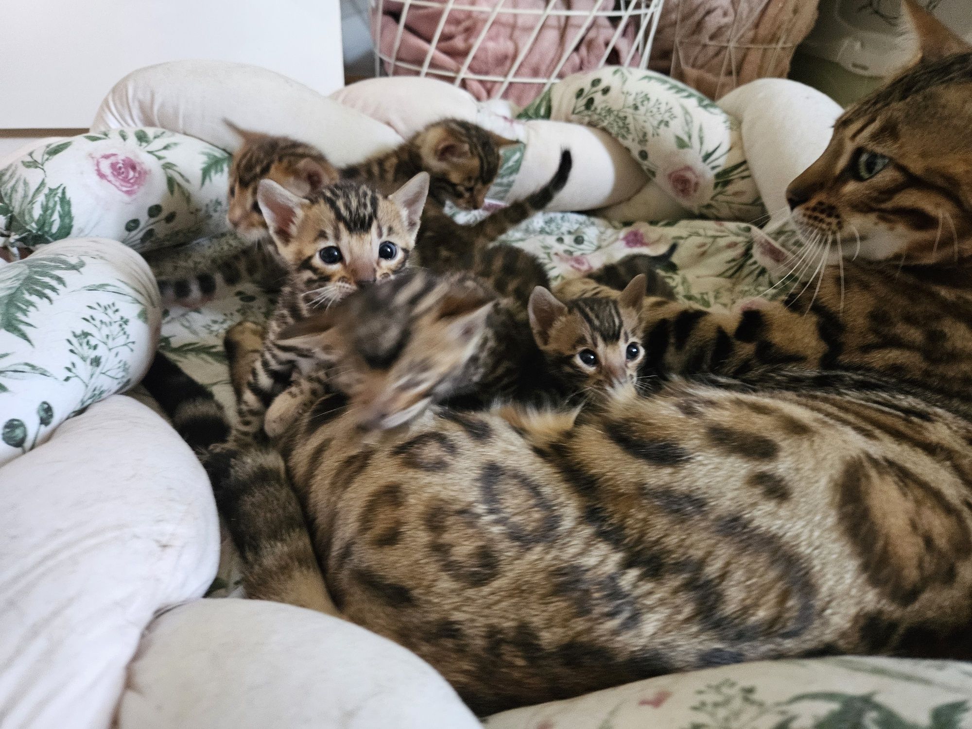 Kotka rasy  bengal