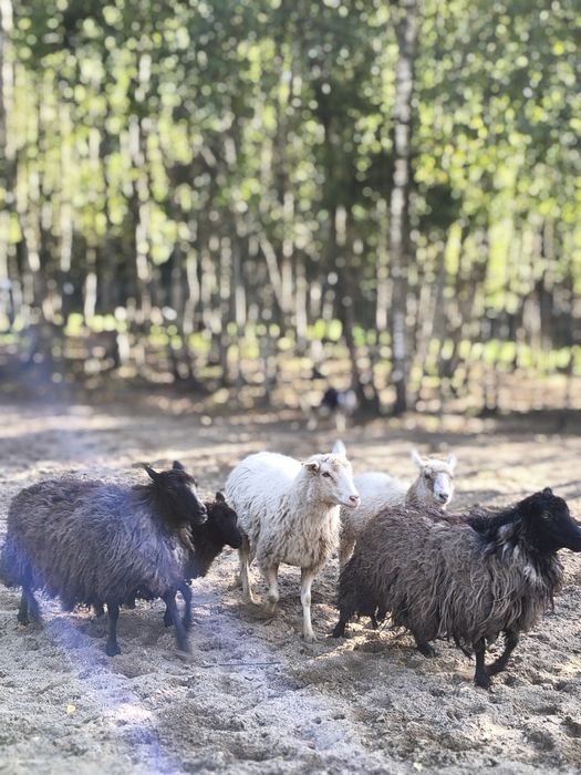 Jazda konna, wyjazdy w teren, mini agro kozy owce