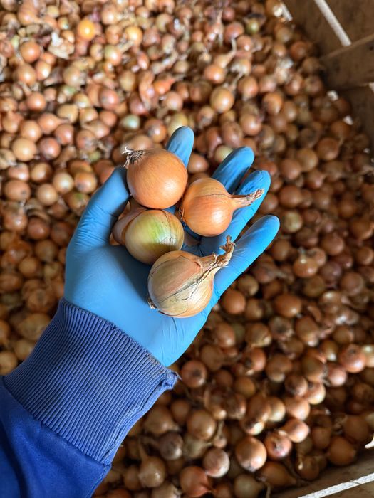 Sprzedam cebulę drobną