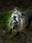 Amstaff Diego szuka nowego domu