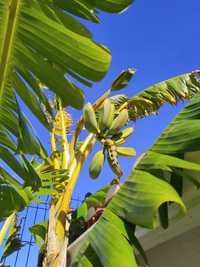 Bananeiras (tipo palmeira) em vaso