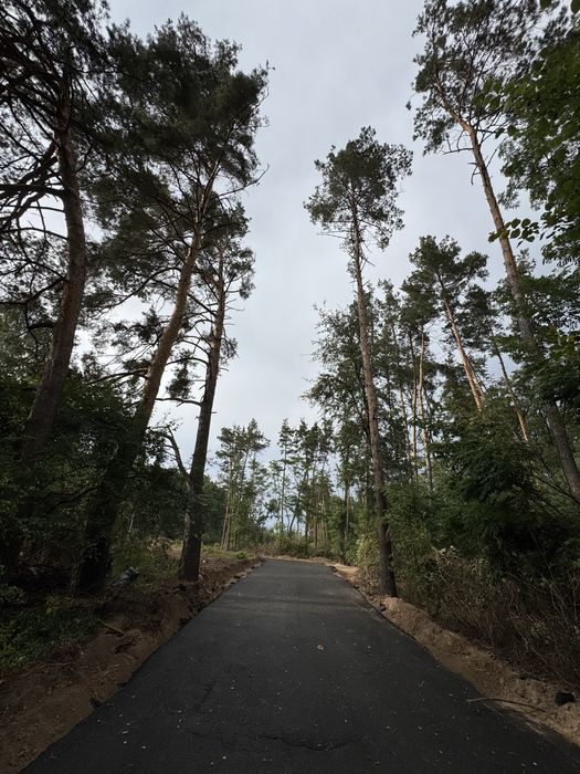 Продаж ділянок у сосновому лісі від 10-12-25 соток КМ Нова Ходосівка