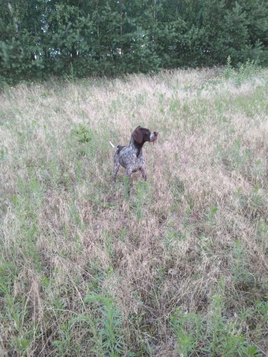 Oddam wyzla niemieckiego