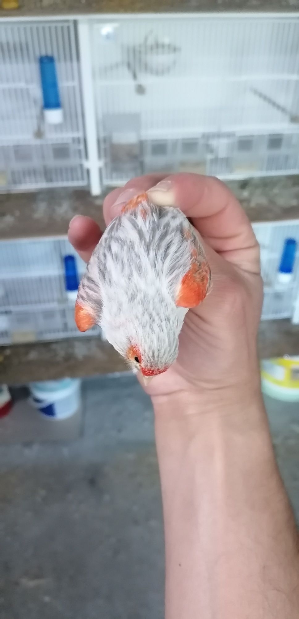 Canário Ágata Opala