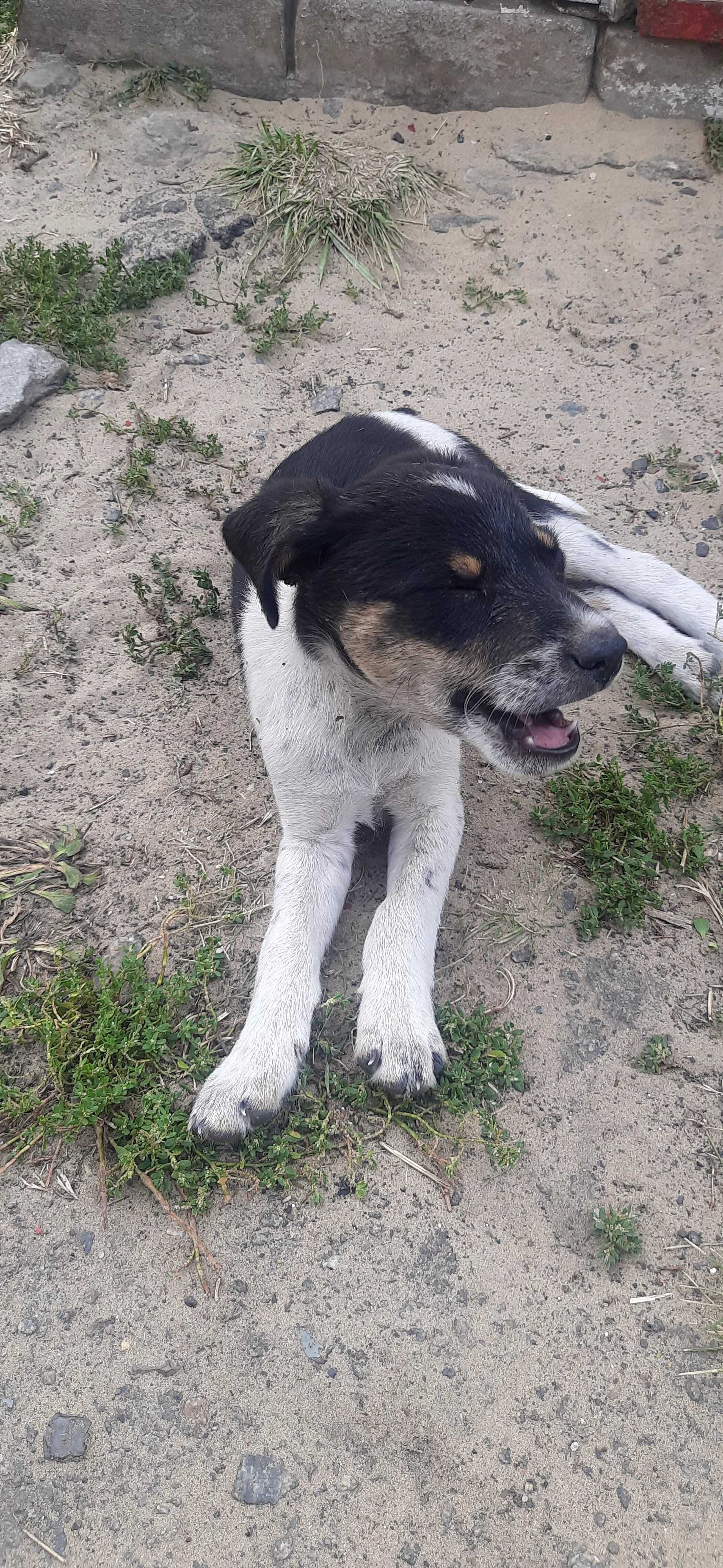 Цуценята привиті