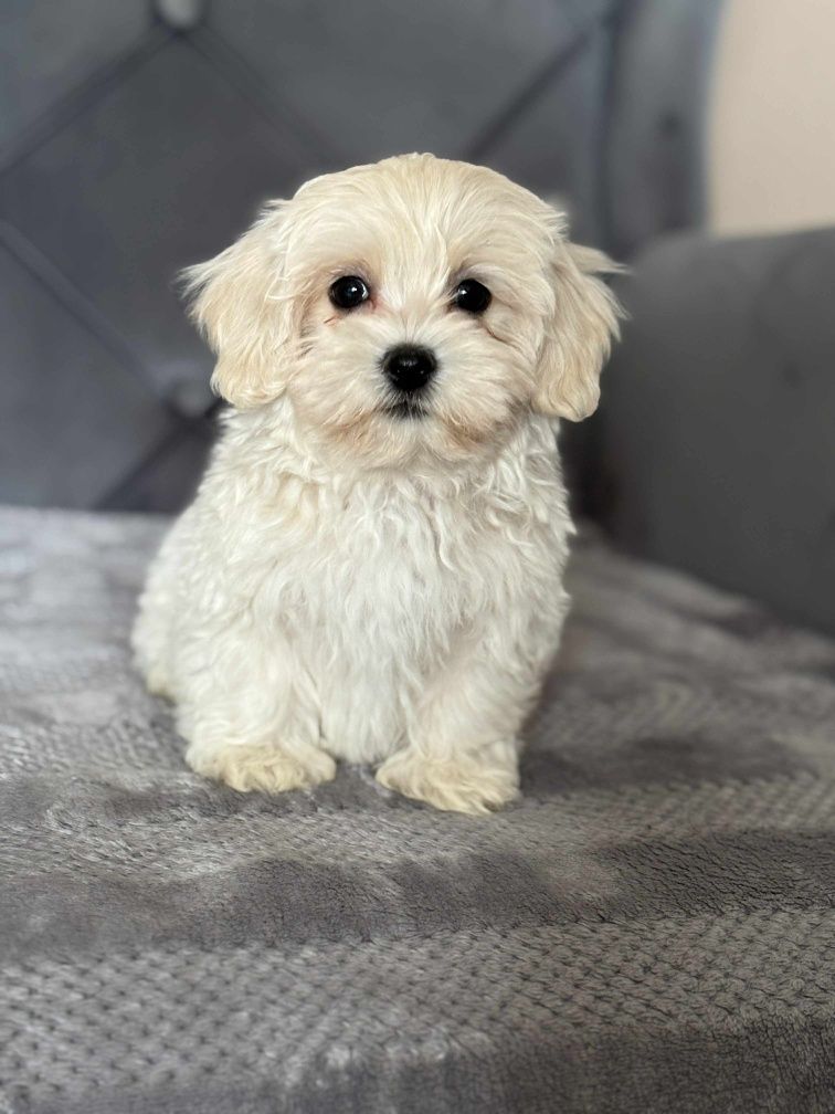 Piesek rasy Maltipoo
