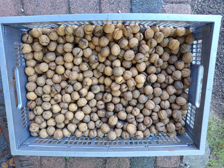 Sprzedam orzechy 4 kg