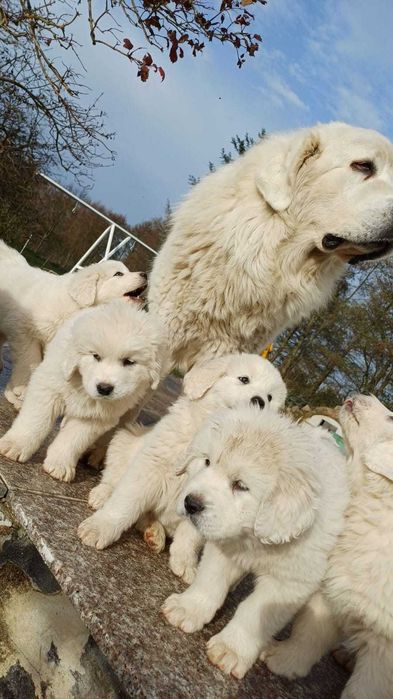 Owczarek podhalański piesek gotowy do odbioru