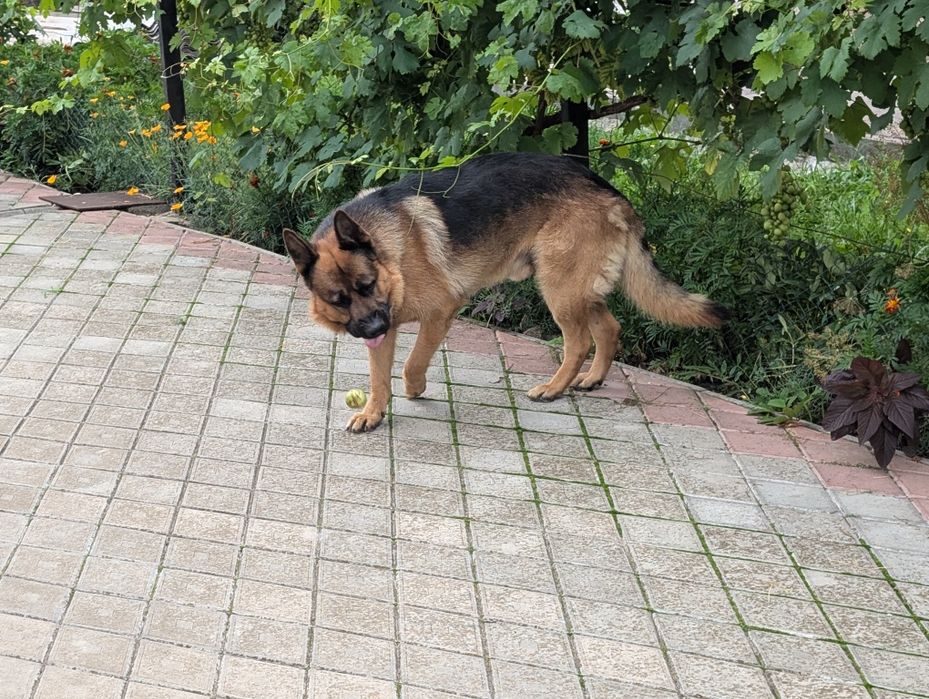 Віддам пса в добрі руки.