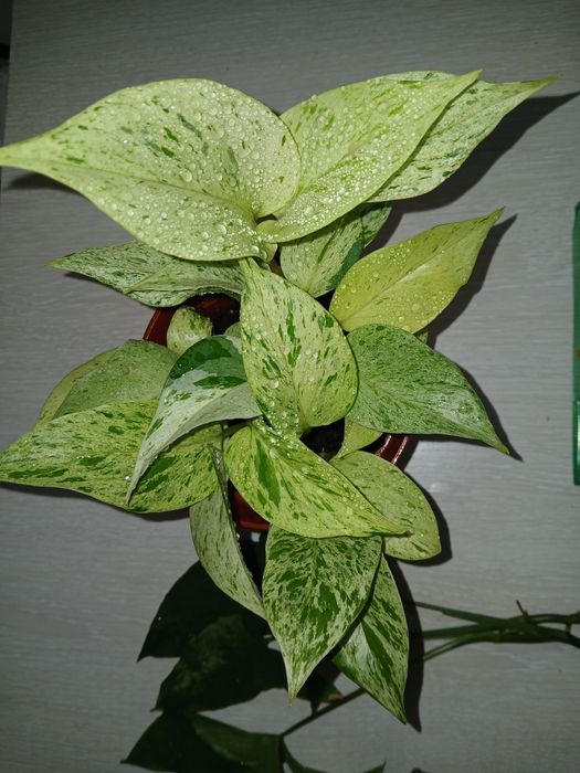 Продам сингониум, сциндапсус,синдениум.