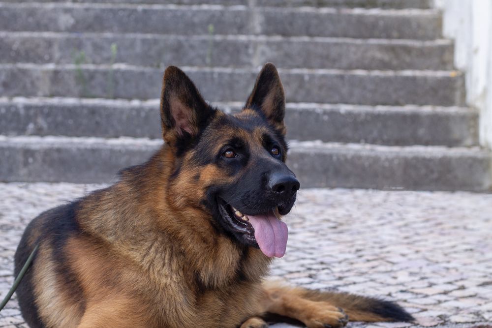 Cachorro Pastor Alemão