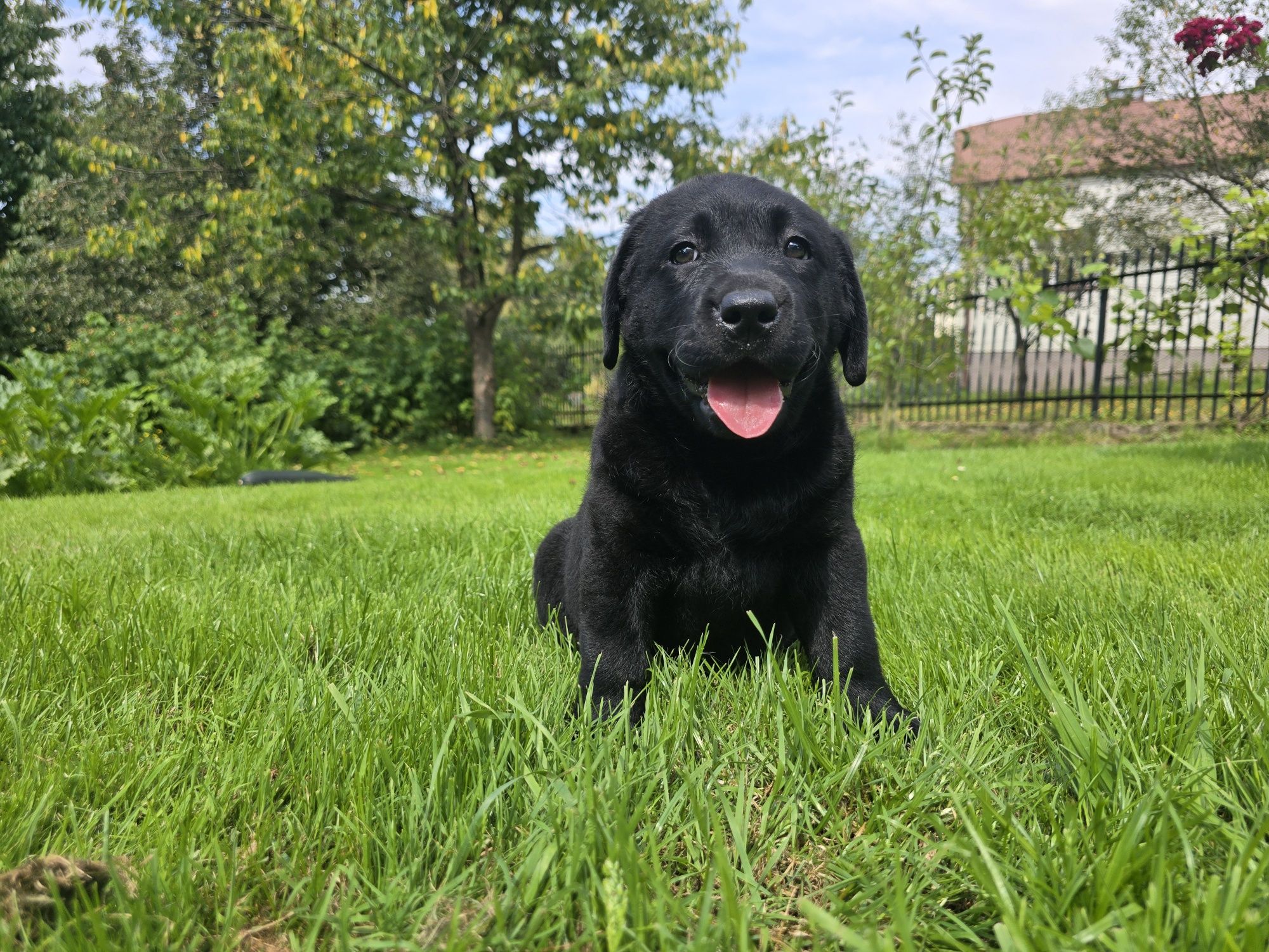 Labrador Retriever! Czarny, grubej kości szczeniak!
